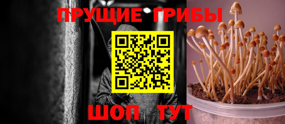 Псилоцибиновые грибы Cubensis Белогорск